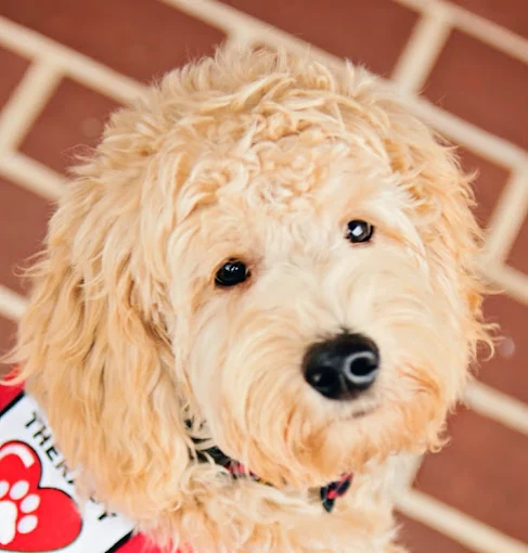 Therapy Dog KL Brown Funeral Homes 
620 Golden Springs Rd, Anniston, AL 36207
256) 231-2334