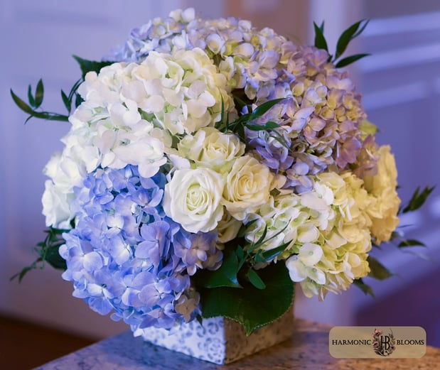 Images Harmonic Blooms