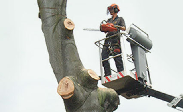 Images Town & Country Tree Surgery