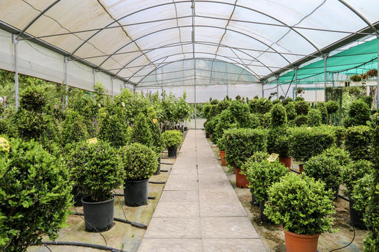 Images Vivaio Avagliano Piante