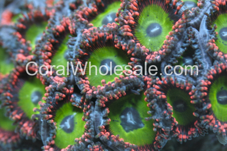 Images Coral Wholesale