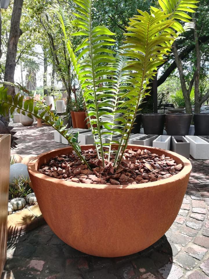 The Pot Shack Garden Pot Suppliers Garden Centre Johannesburg