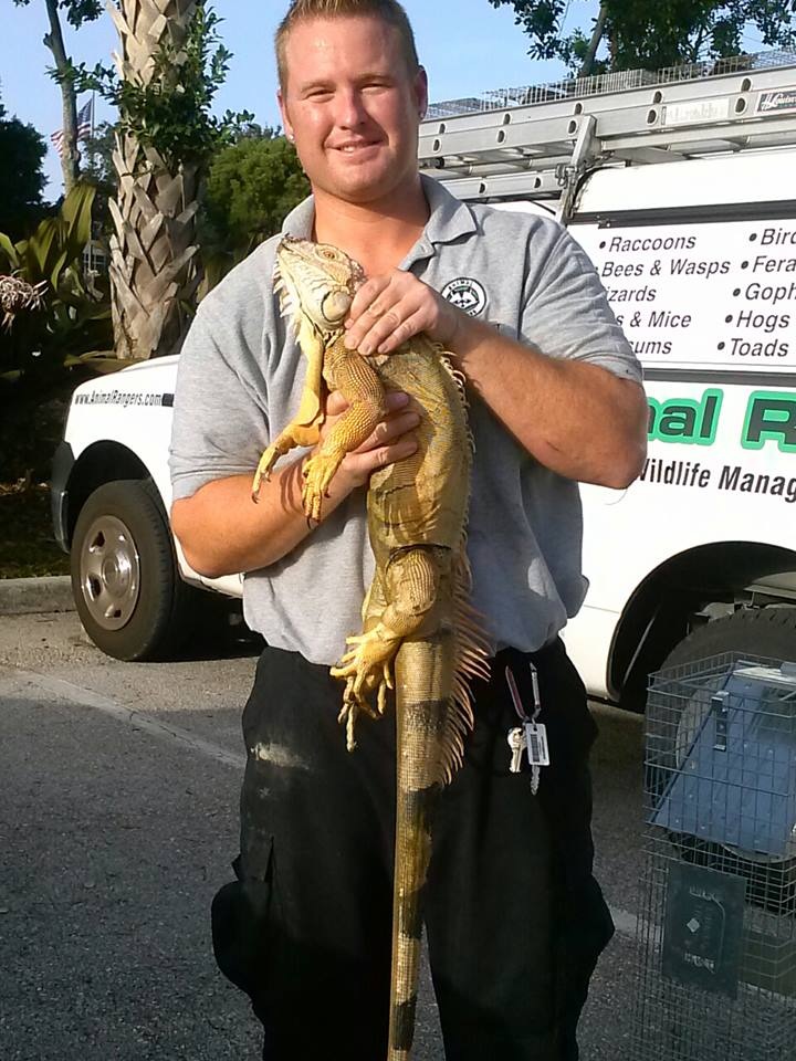 Fort Lauderdale, FL iguana removal; Iguana trapping and control services by Animal Rangers, Inc.