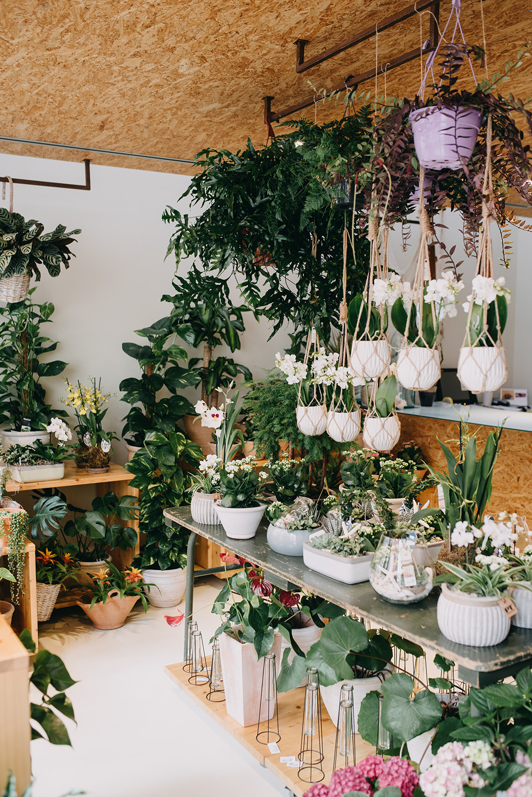 Images Bancells Floristes
