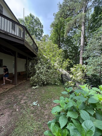 Images Northside Tree Professionals