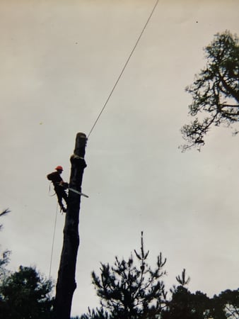 Images Ventura Tree Service