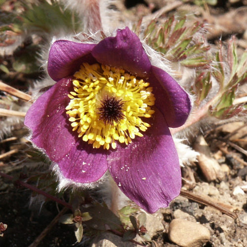 Neidhart Gärten GmbH, Feldstrasse 6 in Sirnach