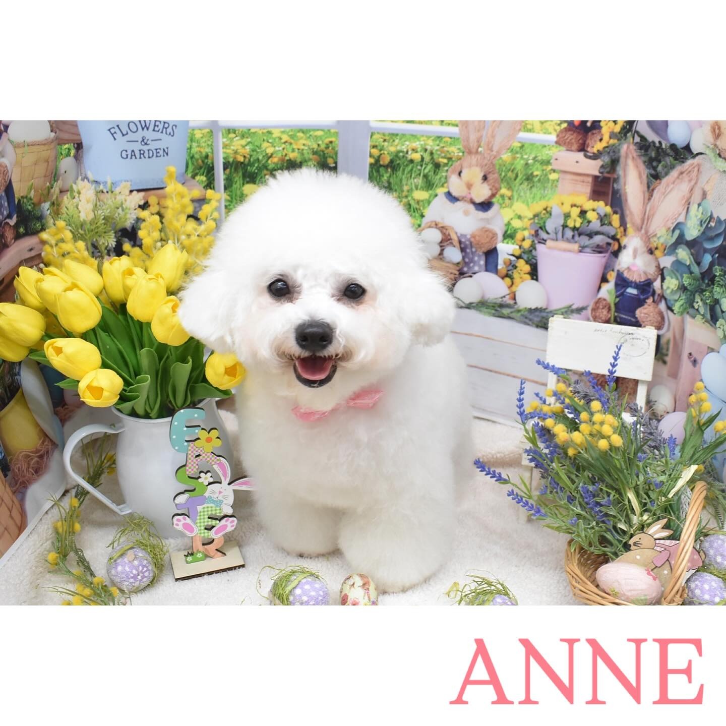 Images わんわんスタイルANNE