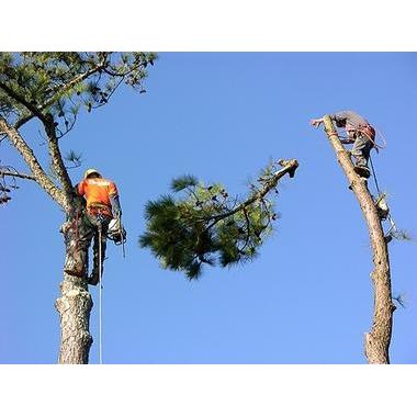 Timmerman Rapid Tree Service