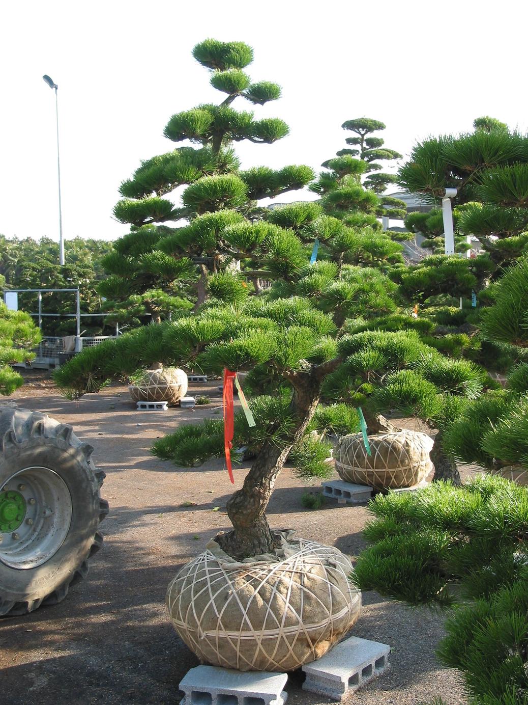 Kummer Gartenbau, Gibliz 391 in Uetendorf