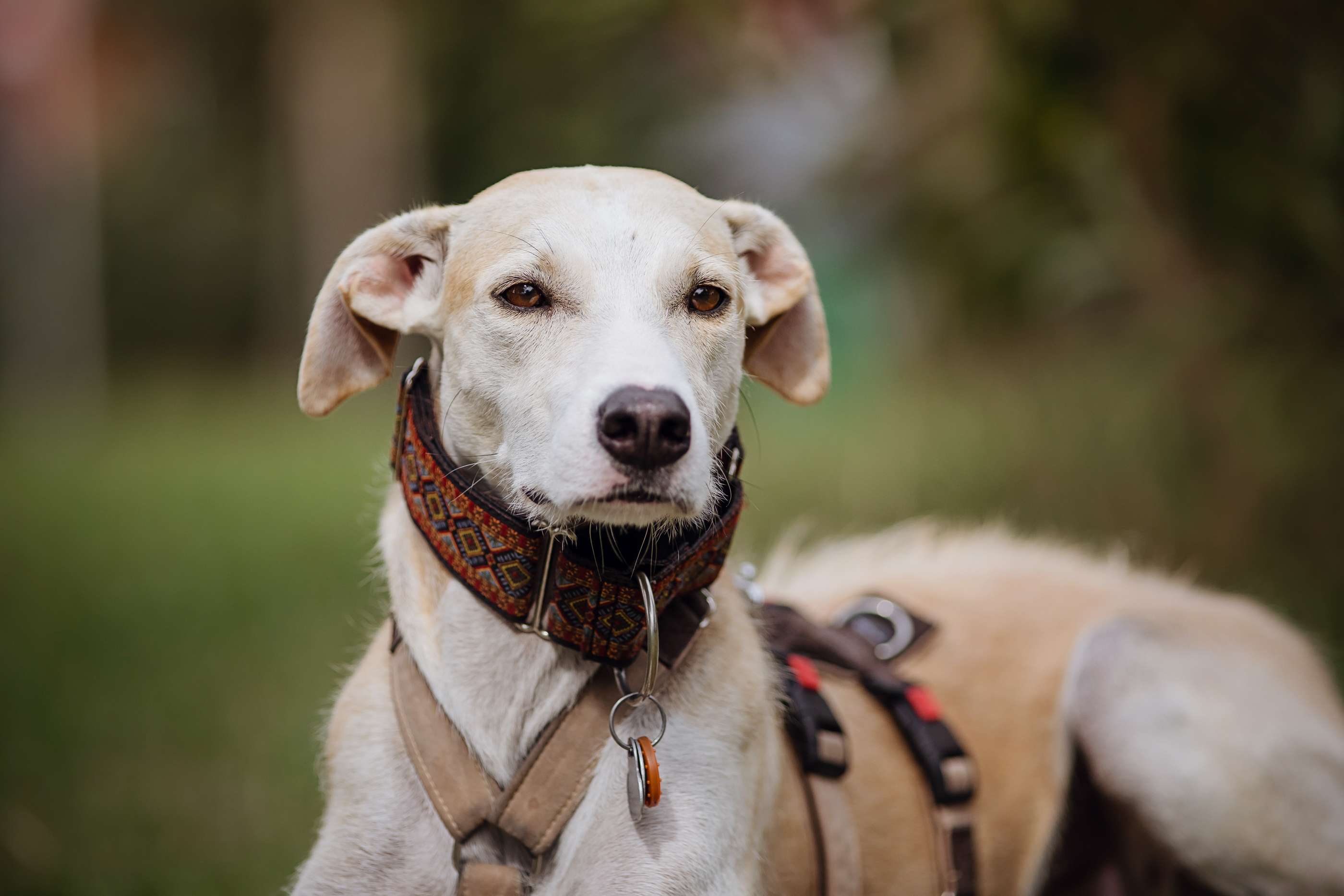 Hundeschule DogGeeks® TonCane: Online & Mobil, Voßbarg 23 in Seevetal