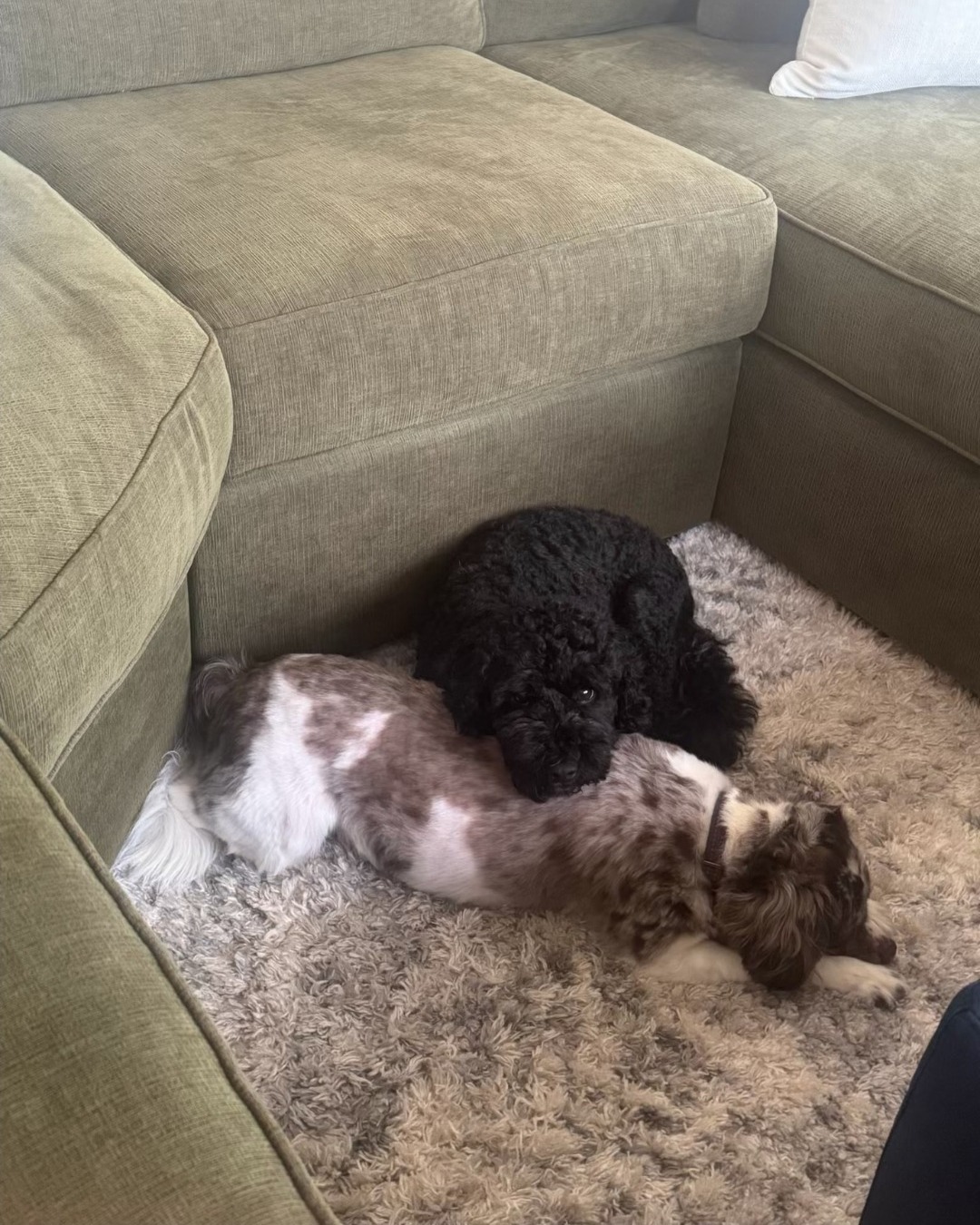 Theo and Fitzie, always adding a little joy to the moment!