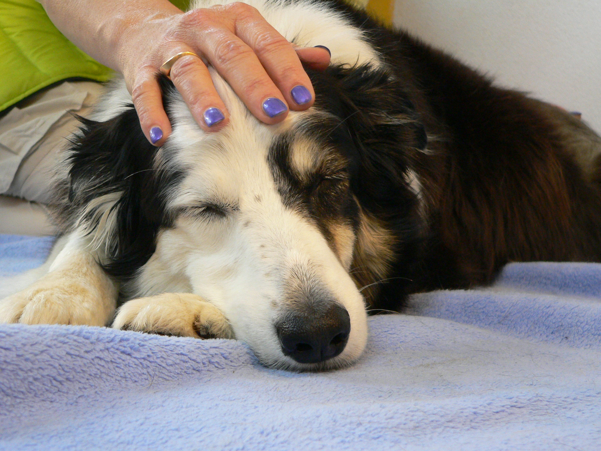 dogsphysio - Praxis & Aus- und Fortbildungszentrum für Hundephysiotherapie in Kolbermoor - Logo