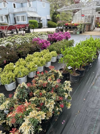 Images Puritas Nursery & Garden Center