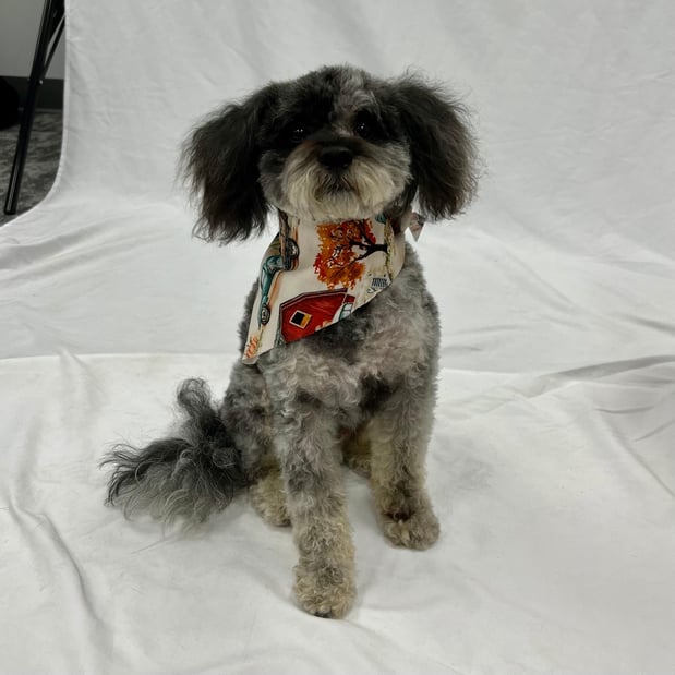 Images Feeders Pet Supply Pet Wash & Grooming
