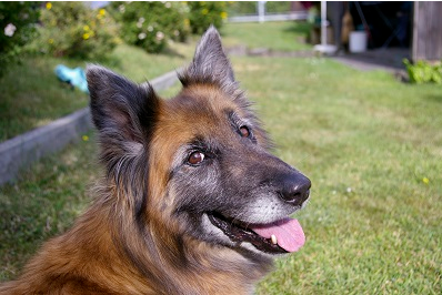 Dog Academy, Zinggliweg 1 in Malans GR