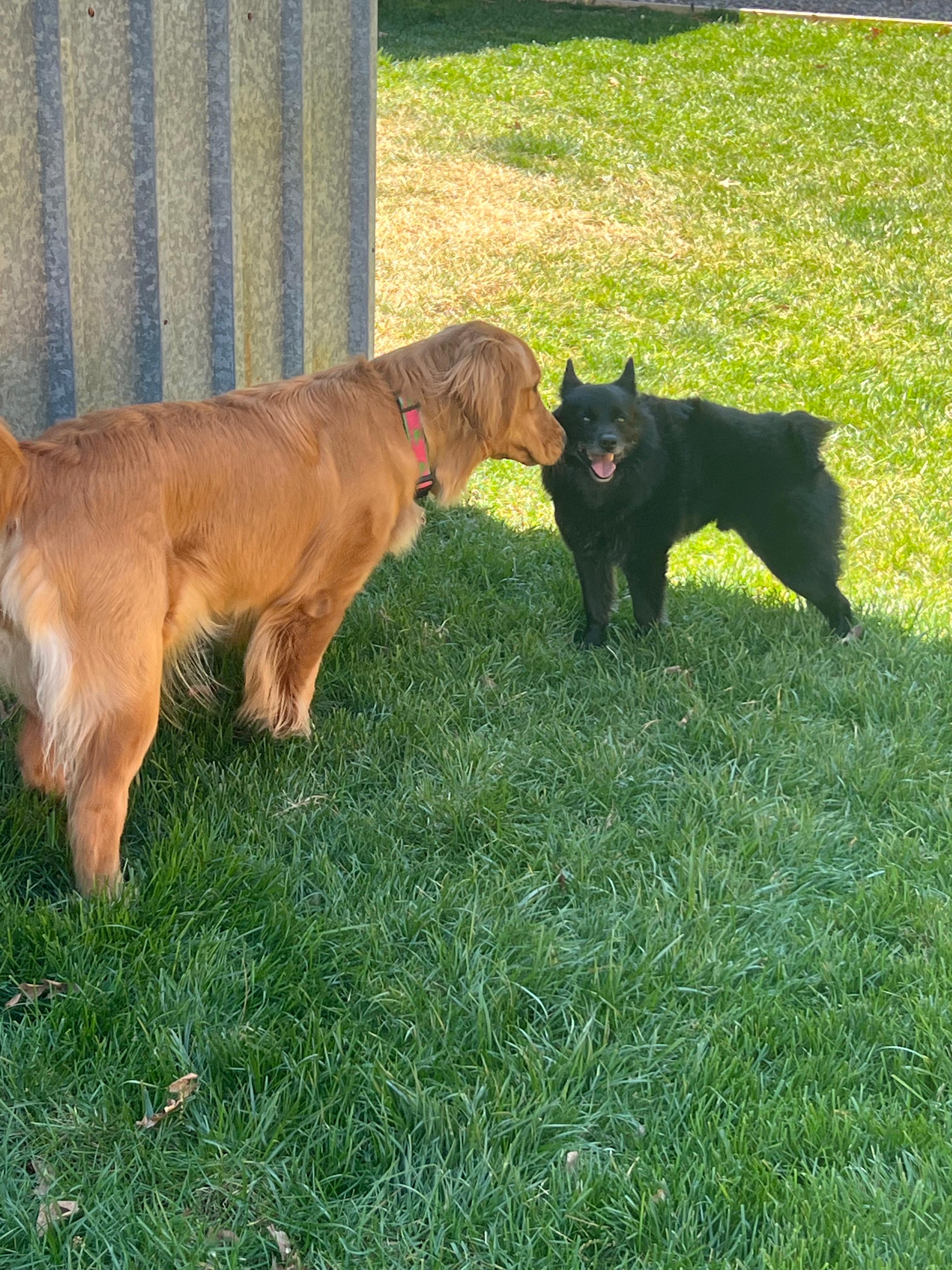Doggy Day Care