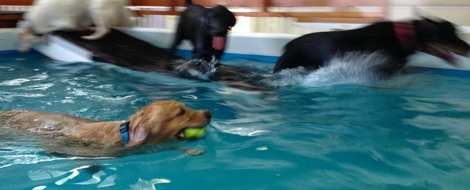 Doggie Central