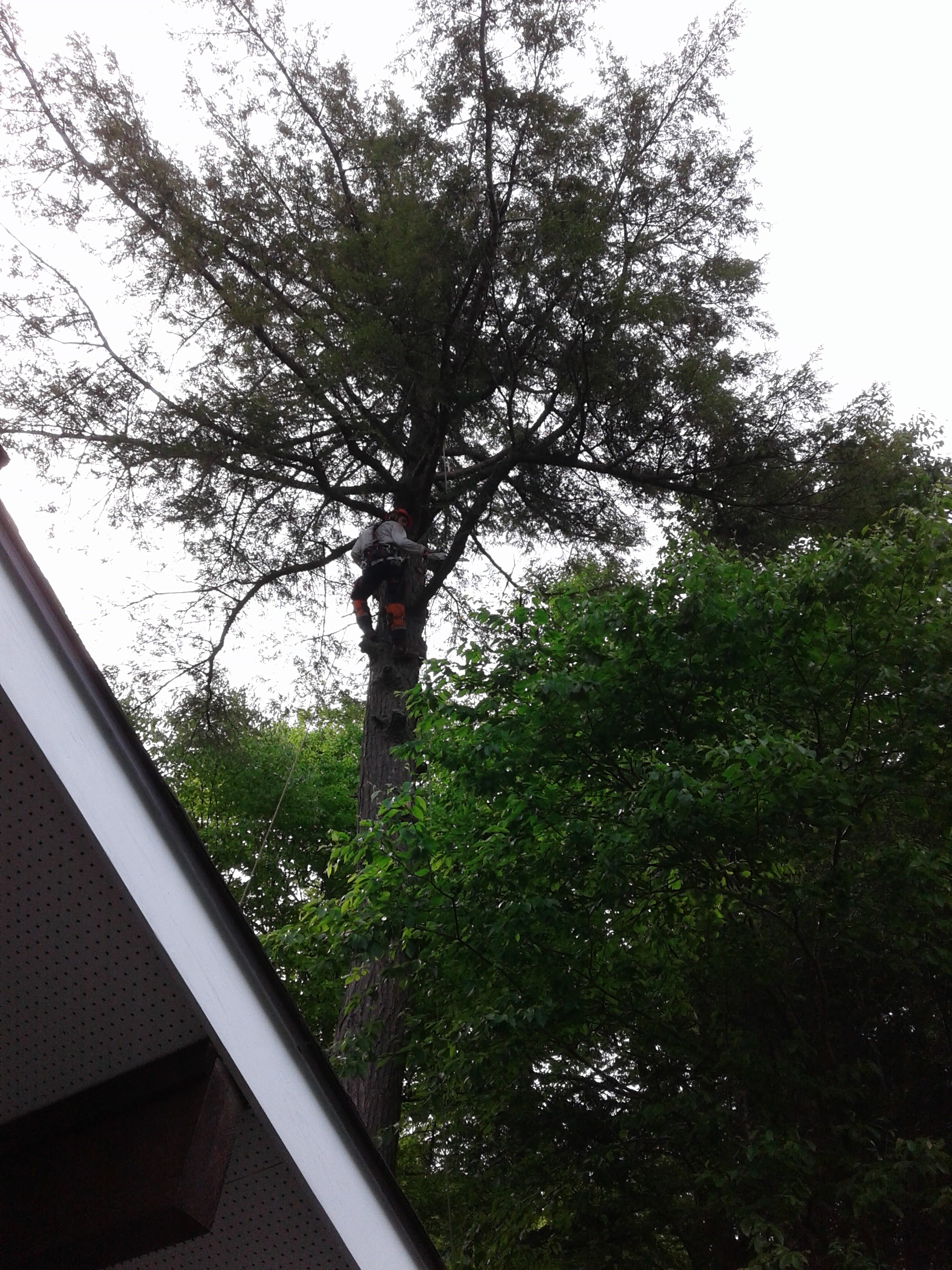 Images Élagage Frère d'Arbres