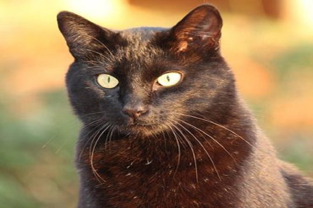 Images Litchfield Veterinary Hospital