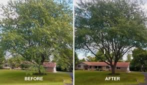 Images Texas Sun Tree Services