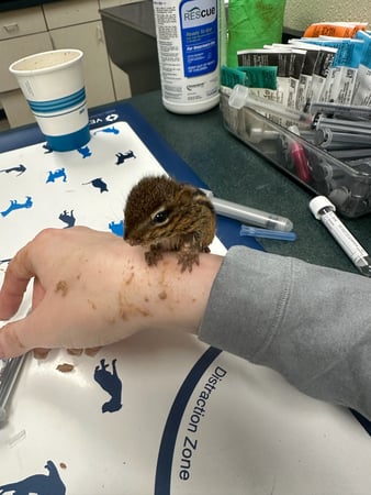 Images VCA Morris Plains Animal Hospital