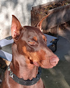 Peacemaker Dog Training Logo