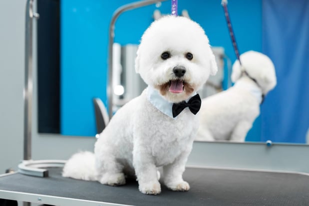Images Joann's Pet City Grooming