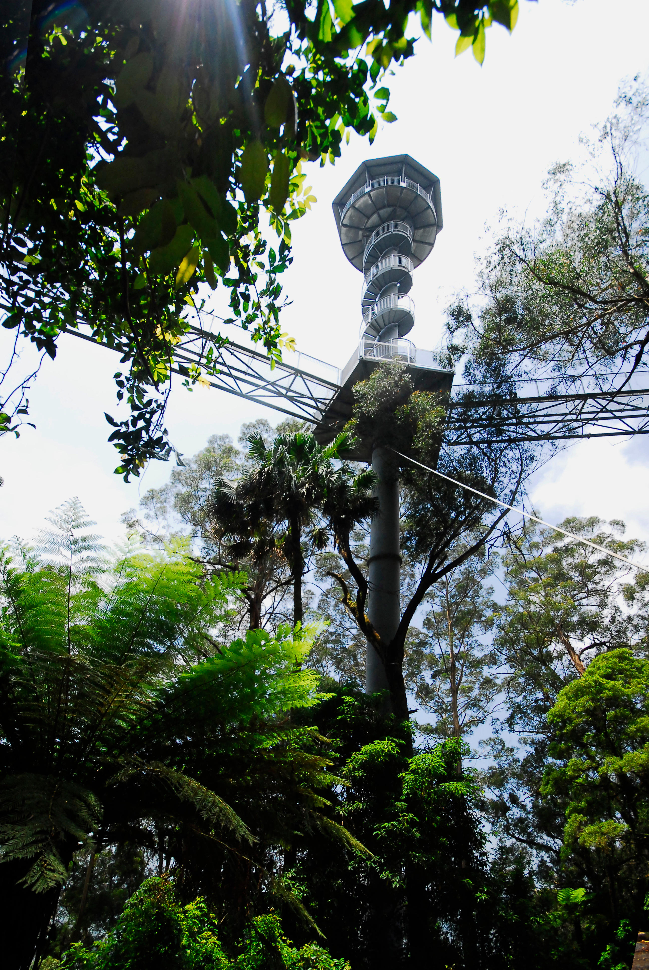 Images Illawarra Fly Treetop Adventures
