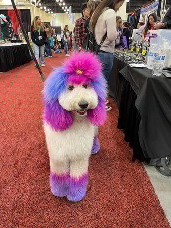 Images San Diego Grooming Academy