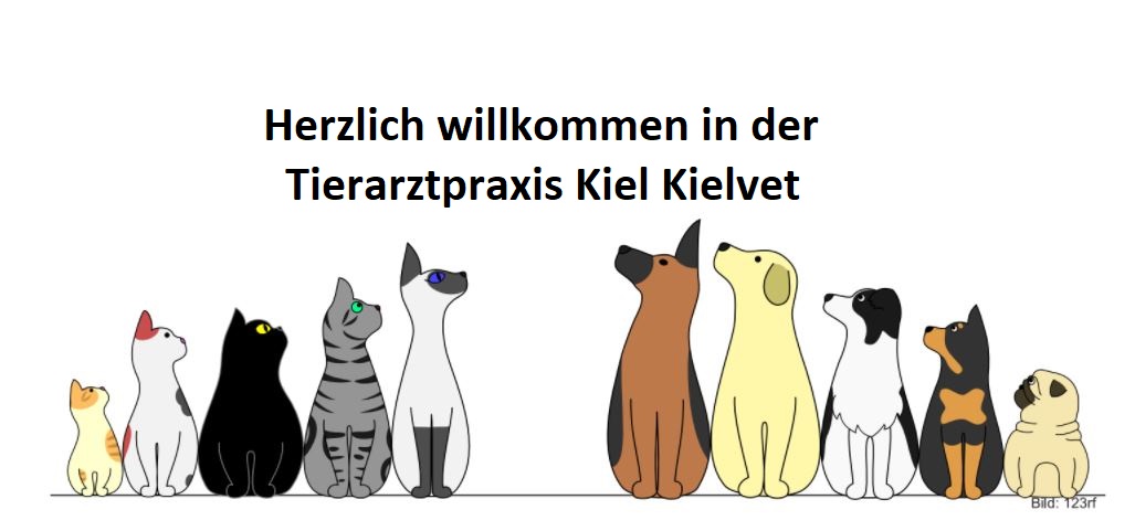 Kundenbild groß 3 Tierarzt Schlüter Kiel, Kleintierzentrum Kiel kielVet