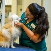 Image 5 | VCA SouthPaws Veterinary Specialists & Emergency Center