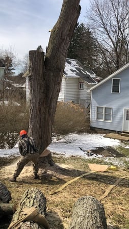 Images Adler Tree & Landscaping Service