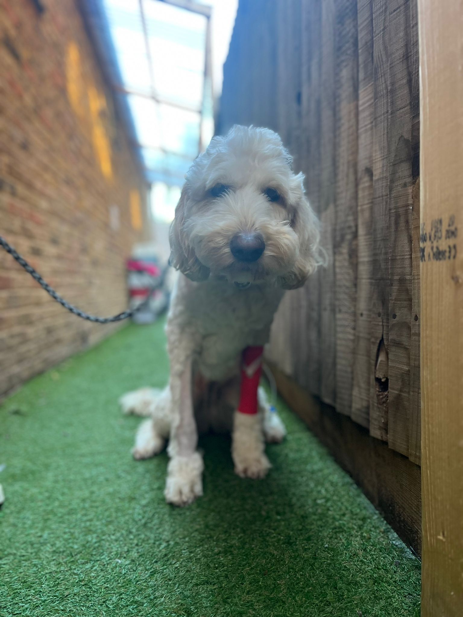 Images Streatham Hill Veterinary Surgery