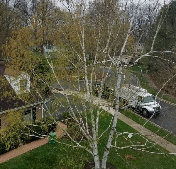 Images Aikey's Tree Service