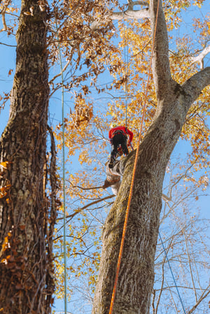 Images Northside Tree Professionals