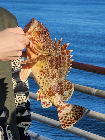 Images SoCal Eco Tours