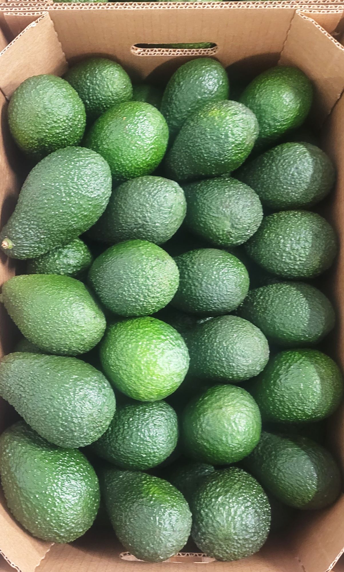 Images Canary Aguacate