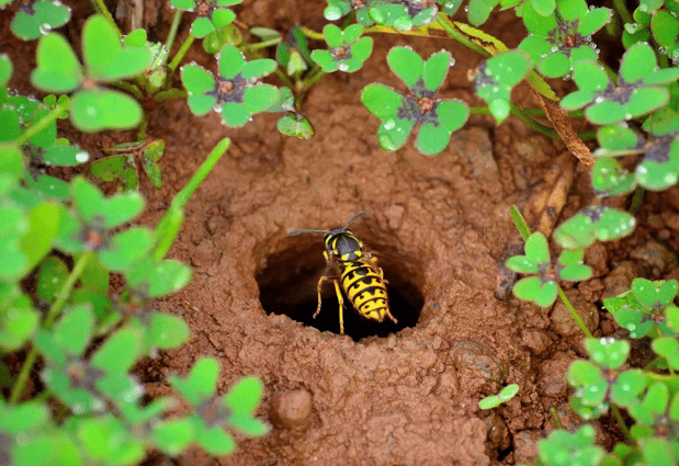 Images First Line Pest Defense