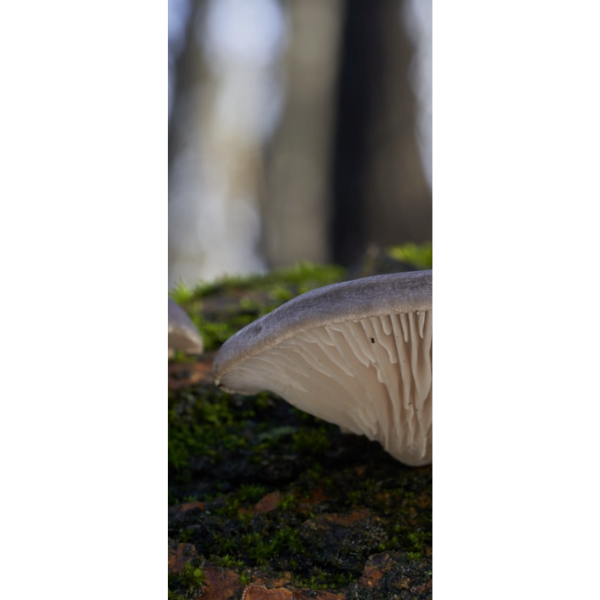 Images Skyttegaardens Østershatte