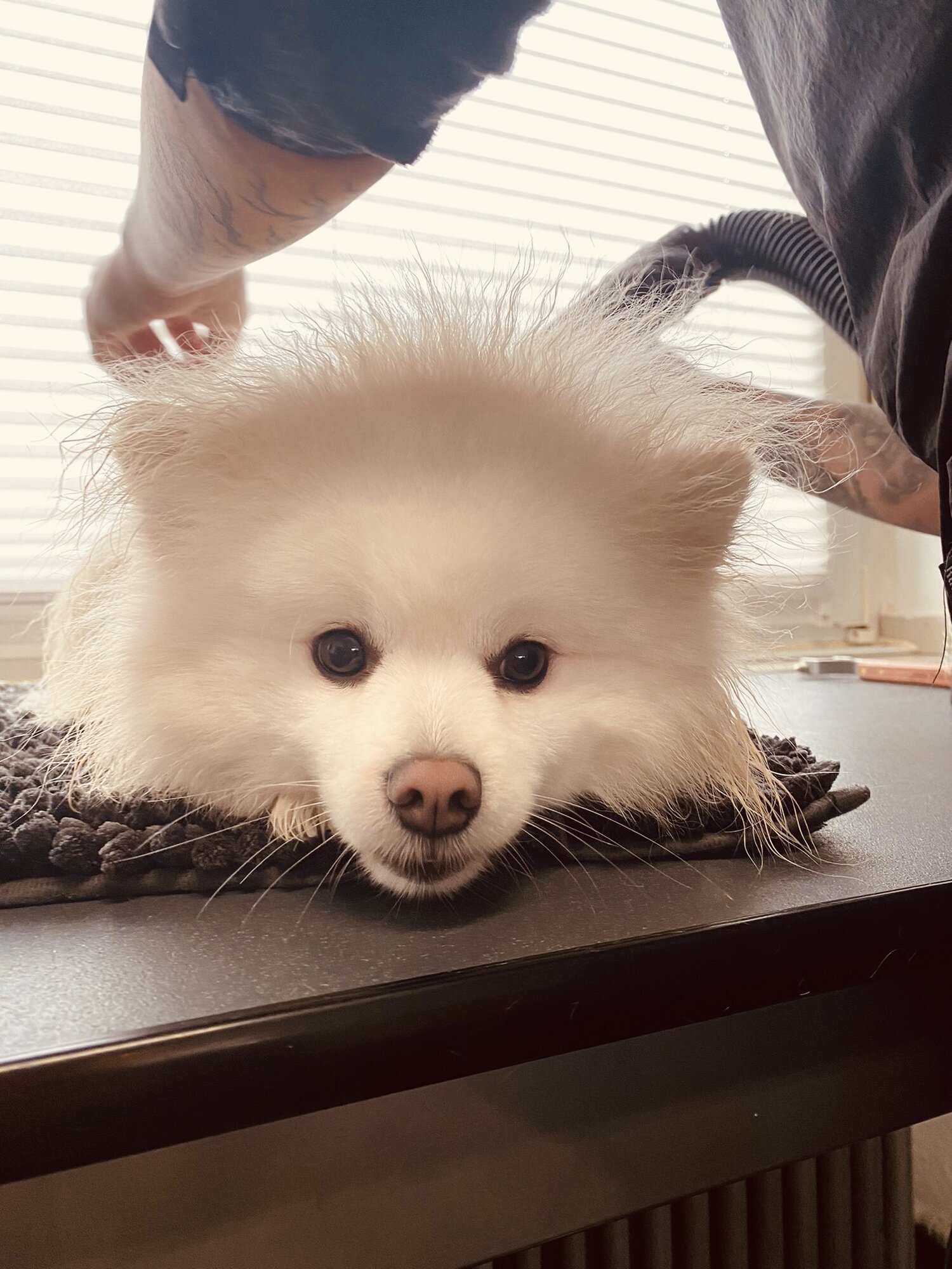 Artgerecht-dogspa, Gereonstraße 10 in Willich