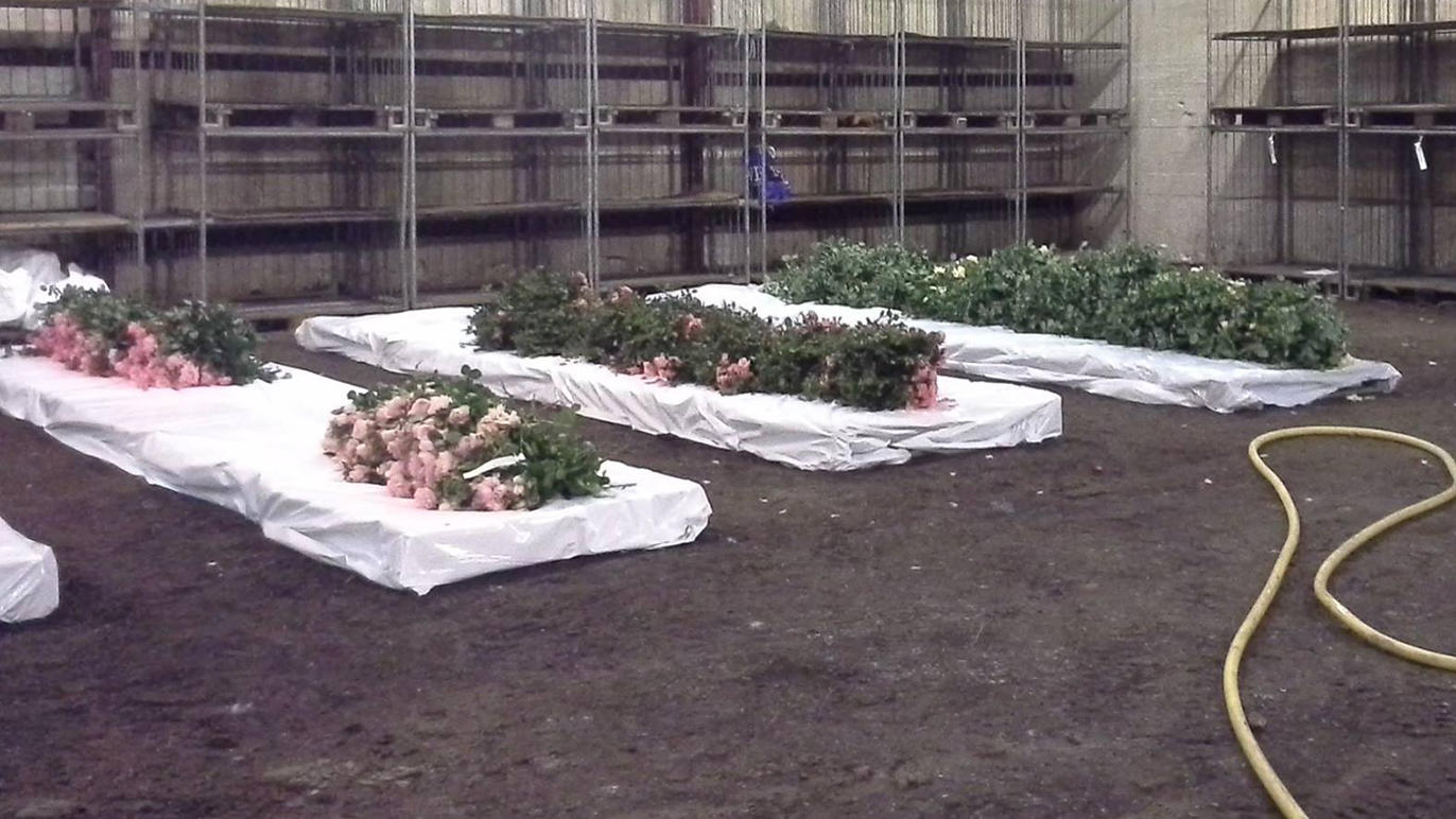 Images Grønløkke Planteskole Engros