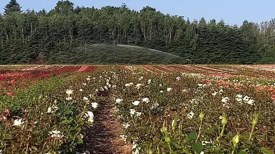 Images Grønløkke Planteskole Engros