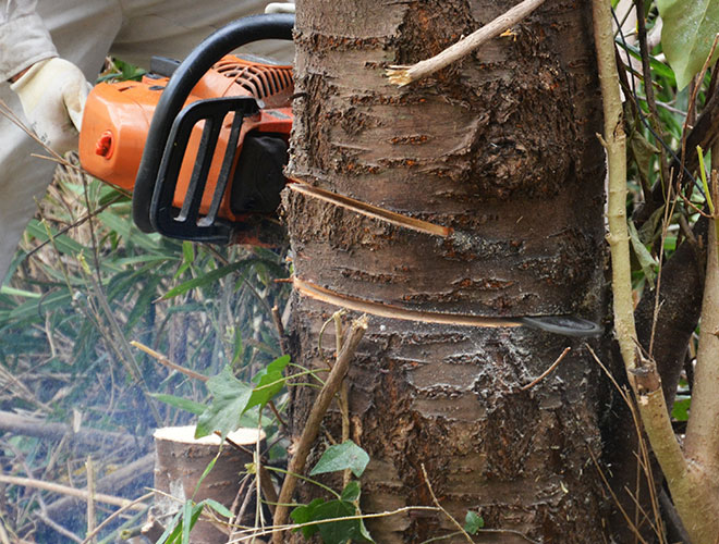 Images Newbury Park Tree Service