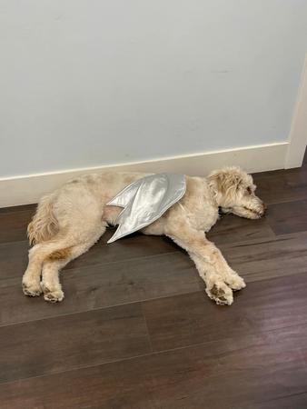 Images Tatiana Vogelaar - State Farm Insurance Agent