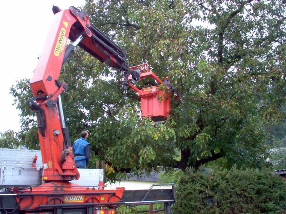 Bild 2 von Gartenservice Regenfelder Dietrich