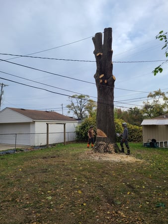 Images Dungrove Tree Service