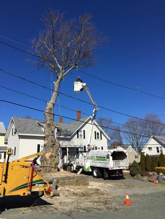 Images GT OptimoTree Services