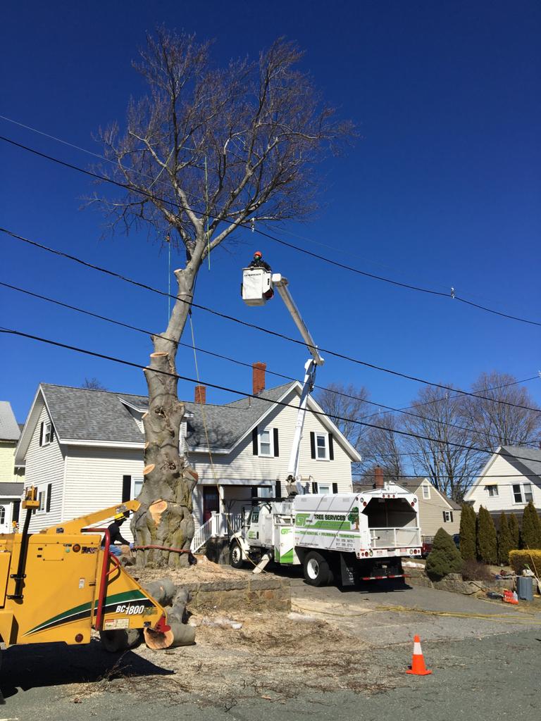 Gt Optimotree Services In Lynn Ma Landscaping Services 781 798 1015 Ablocal Com