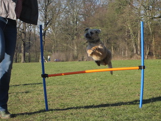 Hundecollege Hamburg, Farnstieg 9 in Hamburg